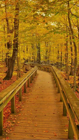 豪猪山荒野国家公园中的小路，美国密歇根州