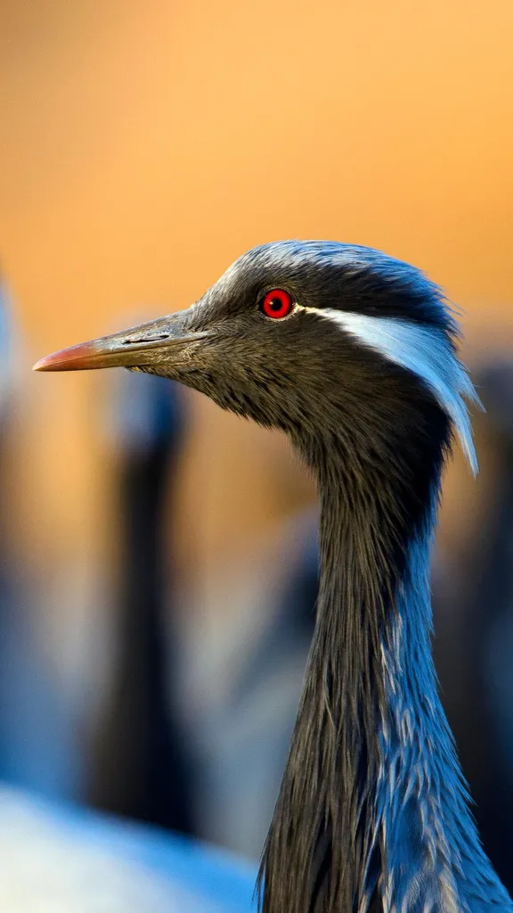 Um maratonista plumado