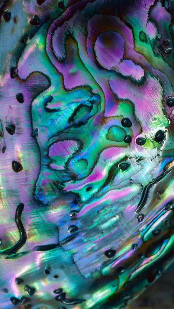 五彩缤纷的鲍鱼贝壳，新西兰