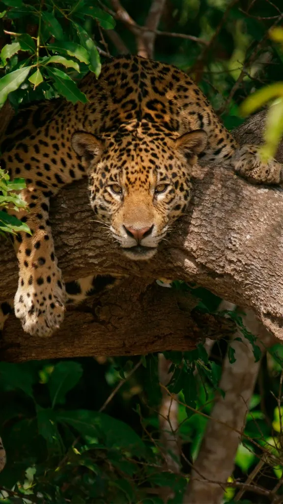 Pregui&ccedil;a calculada