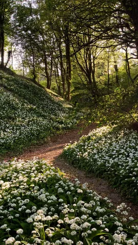 A 'clove' affair to remember