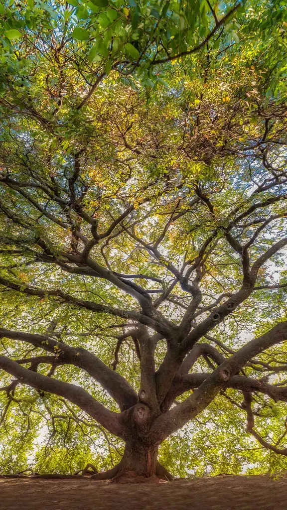 Honrando a Natureza e o Verde