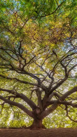 Honrando a Natureza e o Verde