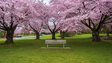 Canopy of blossoms