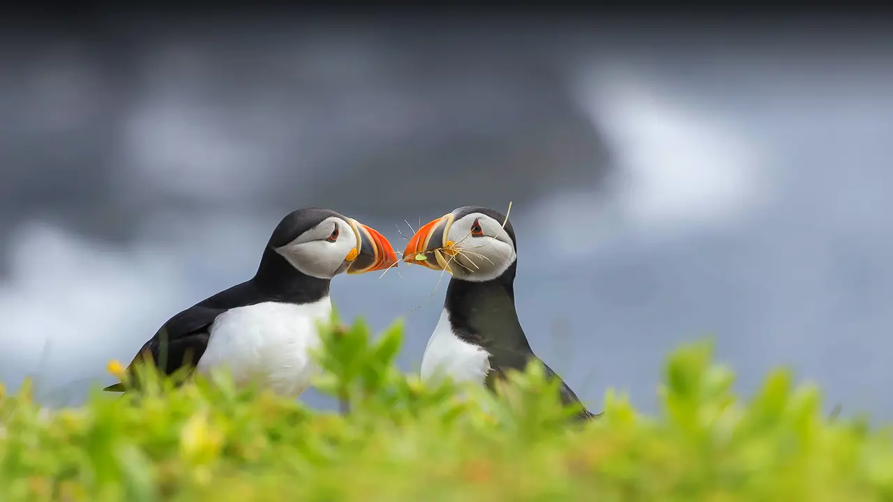 Puffins with a plan