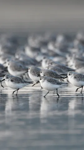 海滩上的三趾鹬，法国布列塔尼大区