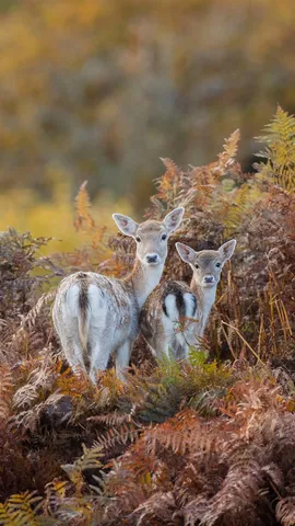 カメラに気付いたダマジカ