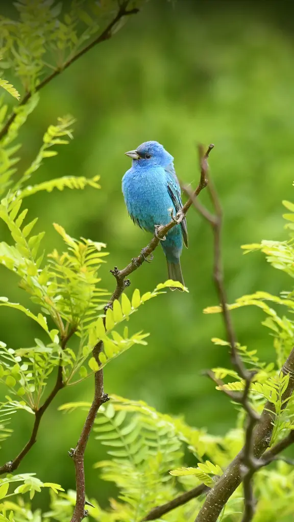 Cinguettando "bon voyage"
