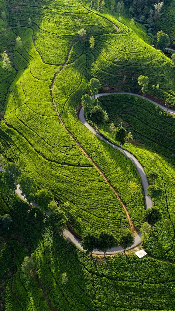 Der Tee ist das Ziel