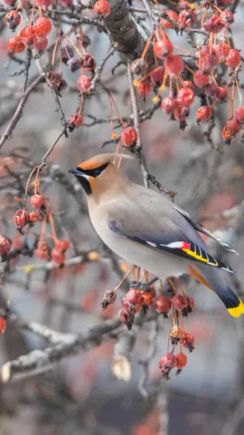 枝头上的太平鸟