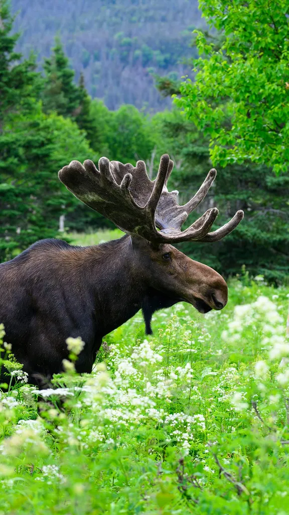 In step with the forest