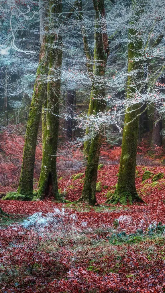 Invergarry村庄附近的森林，苏格兰