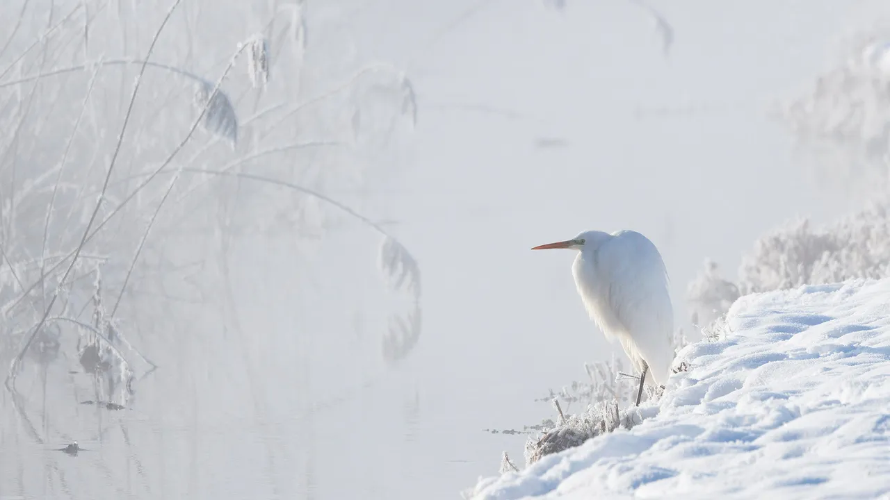 Great white egret, Upper Bavaria, Germany