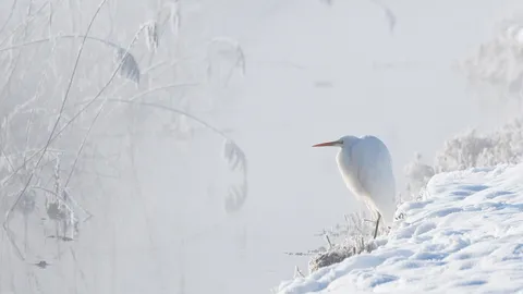 Great white egret, Upper Bavaria, Germany