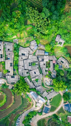 Tea garden at Yangjiatang Village, Songyang County, China