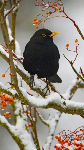 为什么乌鸫与冬天联系紧密？