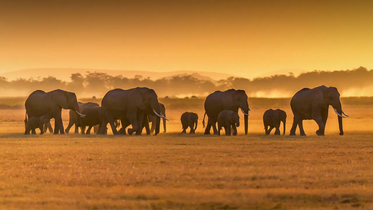 Un engagement plan&eacute;taire pour sauver ces g&eacute;ants