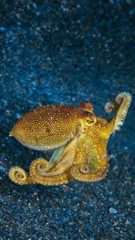 海洋中的八爪鱼