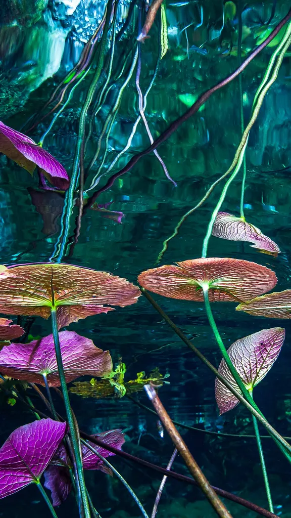 Water lilies at Grand Cenote, Tulum, Mexico