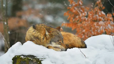 Promenons-nous dans les bois&hellip;.