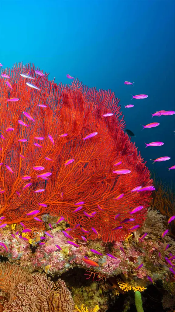 水下的奇妙景观