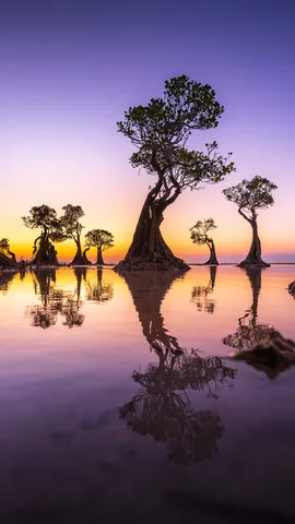 Sentinels of the tide