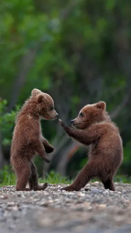 在迪纳利国家公园中玩耍的灰熊幼崽，阿拉斯加