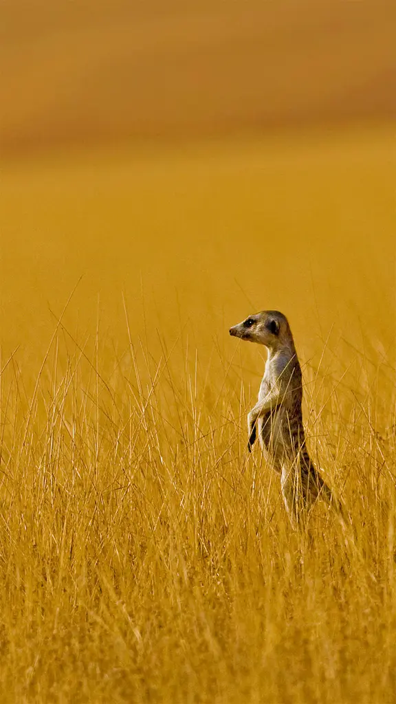 翘首眺望远方的狐獴，纳米比亚
