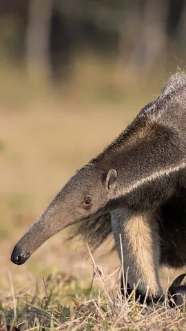 Um gigante comedor de formiga