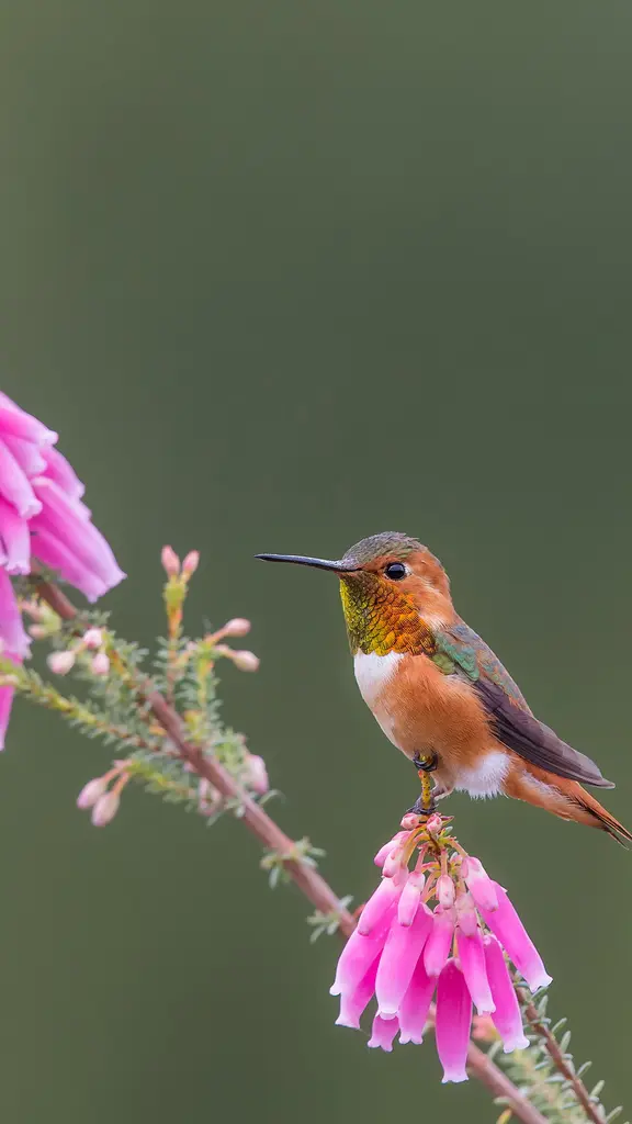 Pausa per un goccetto al fiore!