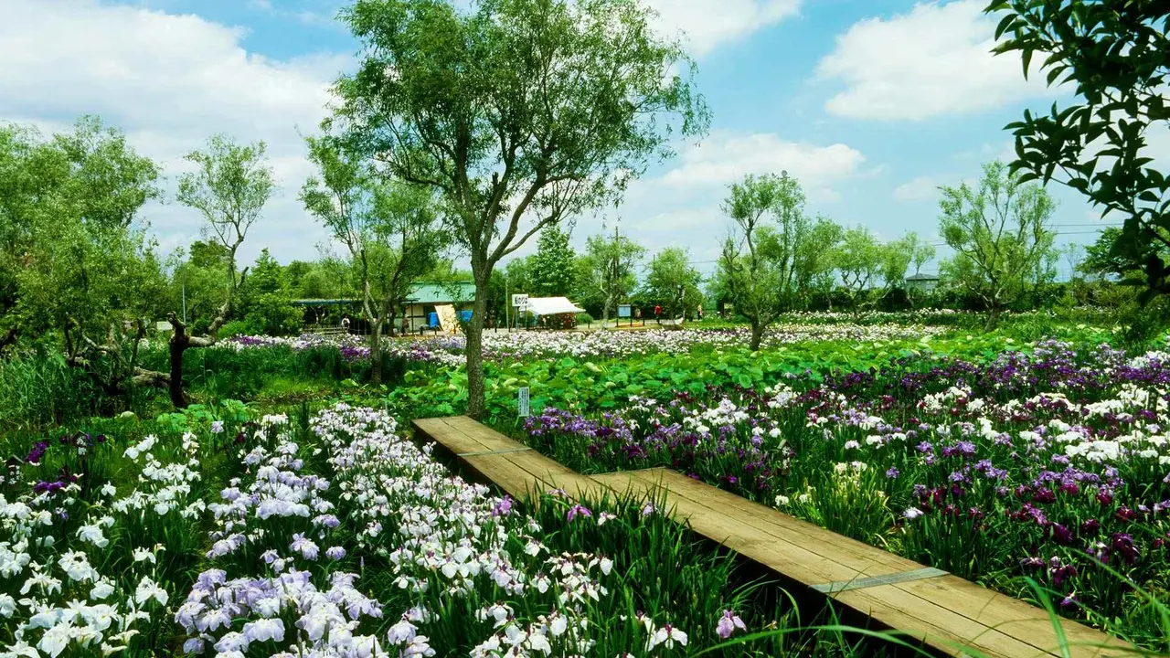 今日から水郷佐原あやめ祭り