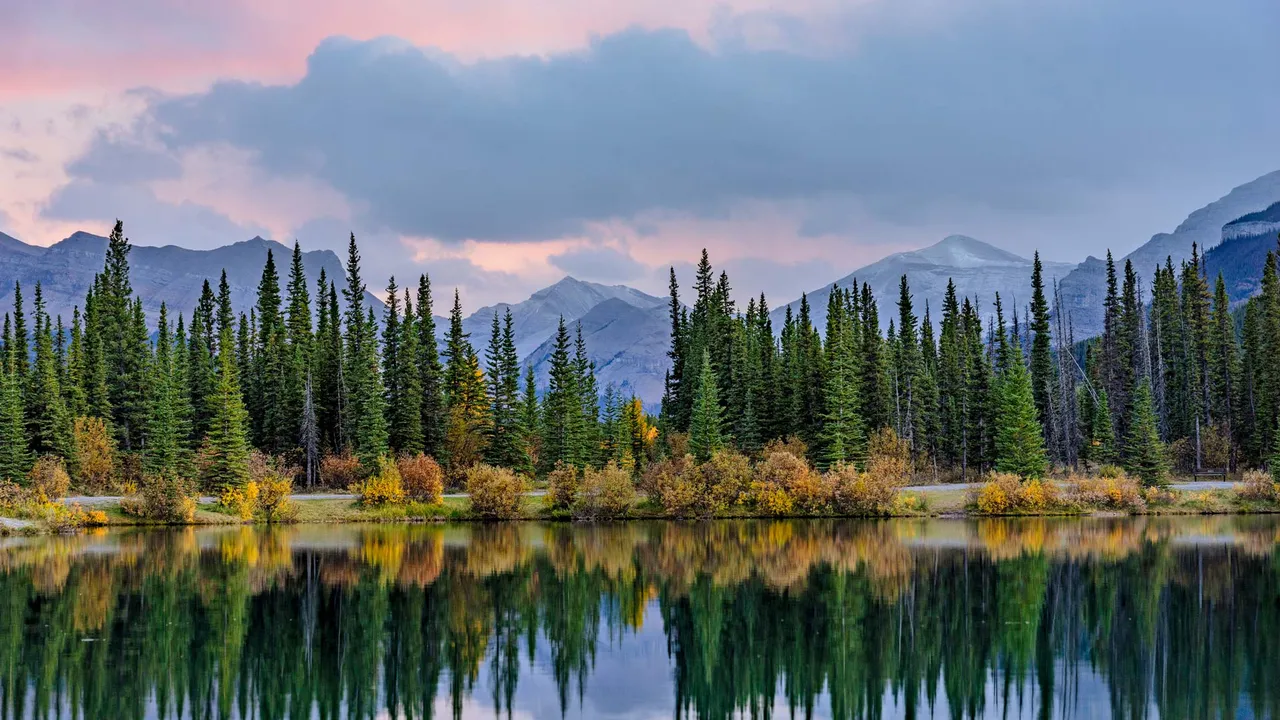 Pine trees reflected in the Forgetmenot Pond in Kananaskis Country, Alberta, Canada