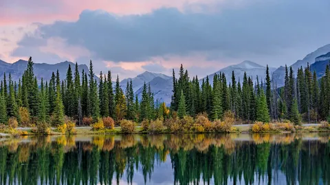 Pine trees reflected in the Forgetmenot Pond in Kananaskis Country, Alberta, Canada