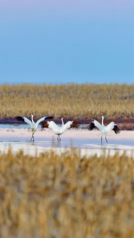 春季迁徙时正准备起飞的美洲鹤，南达科他州
