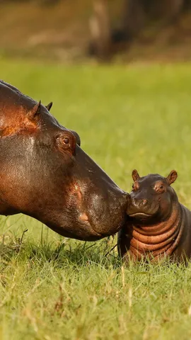 世界河马日，隆重的庆典