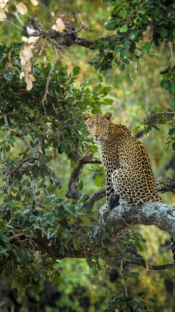 Un acr&oacute;bata moteado