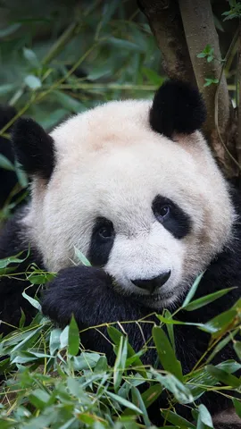 Somewhat bamboo-zled