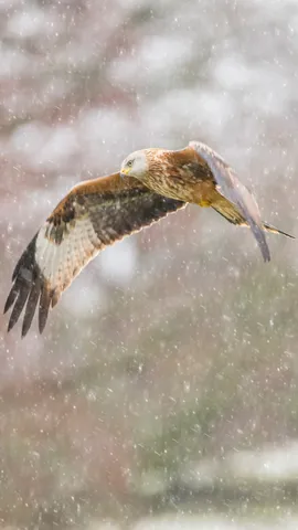 Red kite in snow