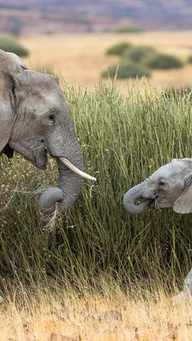 Les g&eacute;ants des sables