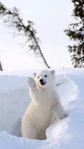 Piccola Nuvola Bianca