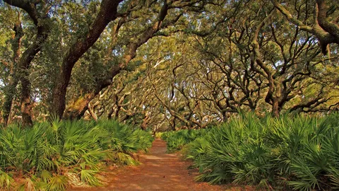 坎伯兰岛国家海岸，美国佐治亚州