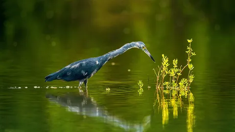 浅水滩上的小蓝鹭，古巴