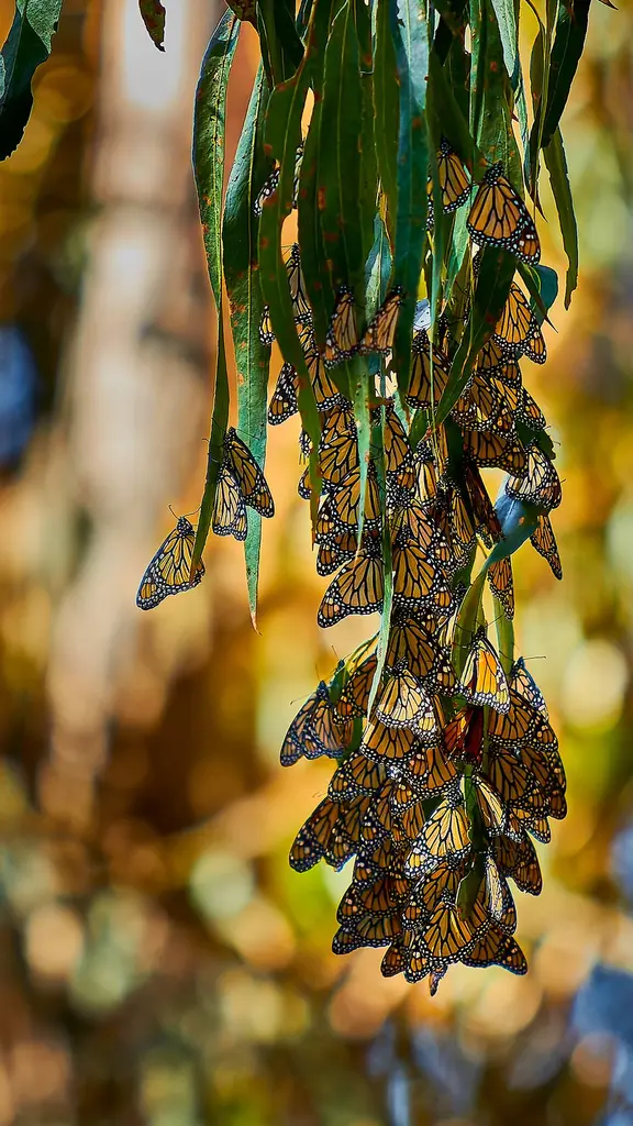 Butterfly ballet