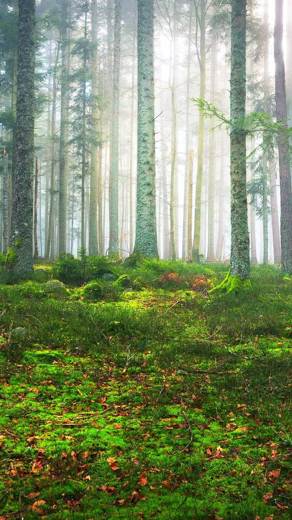 A pine forest in Alsace, France