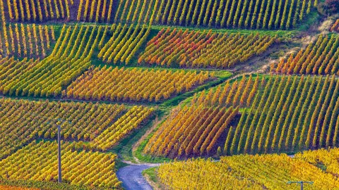 M&eacute;lodies au c&oelig;ur des vignes