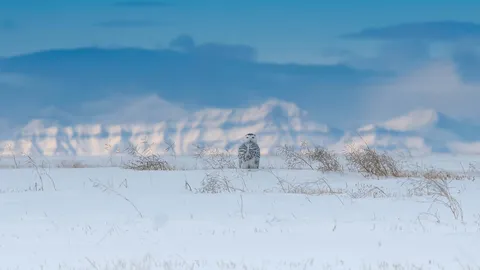 Snowy owl near the Canadian Rockies, Canada