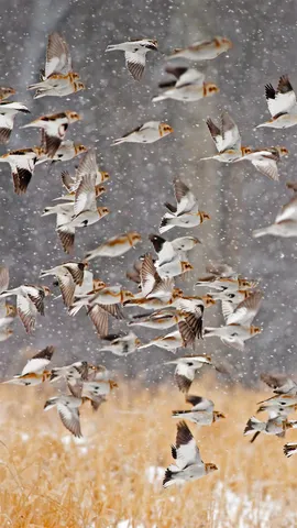 暴雪中成群的雪鹀，美国纽约