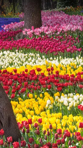 色とりどりのチューリップ
