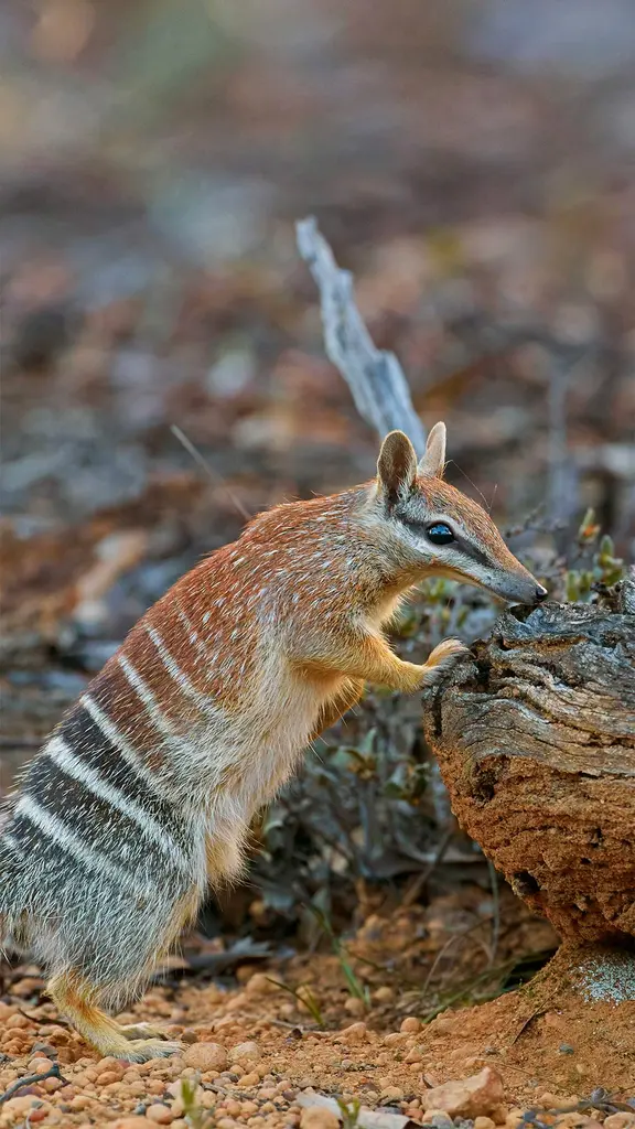 布鲁克顿的一只雌性袋食蚁兽，西澳大利亚州