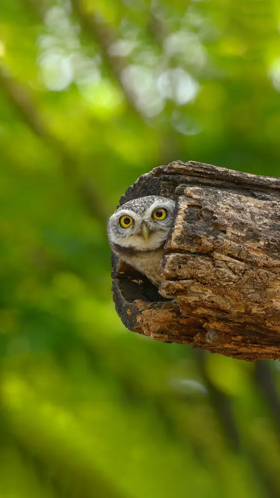 Big stare for a little owl